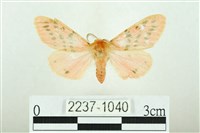 三條橙燈蛾藏品圖，第1張