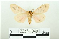 三條橙燈蛾藏品圖，第2張