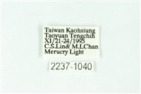 三條橙燈蛾藏品圖，第3張