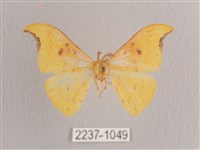 彎黑黃鉤蛾藏品圖，第1張