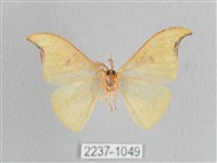 彎黑黃鉤蛾藏品圖，第2張