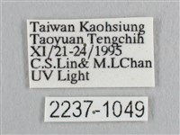 彎黑黃鉤蛾藏品圖，第3張