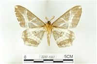 樹形尺蛾藏品圖，第2張