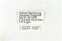 樹形尺蛾藏品圖，第3張