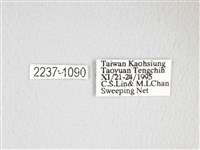 大綠目天蠶蛾藏品圖，第3張