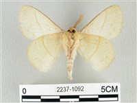 青枯葉蛾藏品圖，第2張