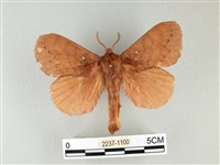 波紋枯葉蛾藏品圖，第1張