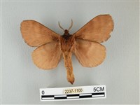 波紋枯葉蛾藏品圖，第2張