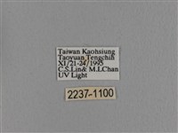 波紋枯葉蛾藏品圖，第3張