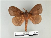 波紋枯葉蛾藏品圖，第1張