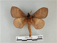 波紋枯葉蛾藏品圖，第2張