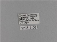 波紋枯葉蛾藏品圖，第3張