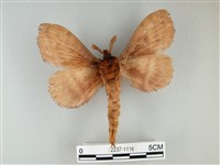 波紋枯葉蛾藏品圖，第2張