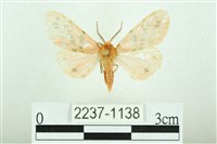 三條橙燈蛾藏品圖，第1張