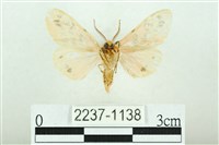 三條橙燈蛾藏品圖，第2張