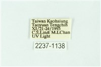 三條橙燈蛾藏品圖，第3張