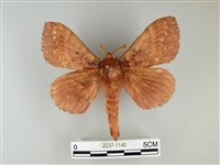 波紋枯葉蛾藏品圖，第1張