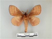 波紋枯葉蛾藏品圖，第2張