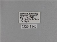 波紋枯葉蛾藏品圖，第3張