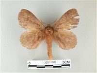 波紋枯葉蛾藏品圖，第1張