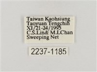 淡褐脈粉蝶藏品圖，第3張