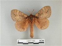 波紋枯葉蛾藏品圖，第1張