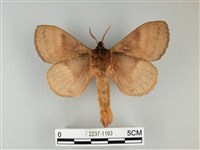 波紋枯葉蛾藏品圖，第2張