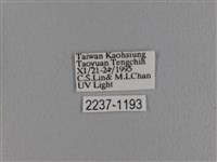 波紋枯葉蛾藏品圖，第3張