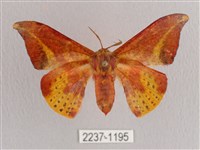 鉛斑帶鉤蛾藏品圖，第1張