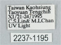 鉛斑帶鉤蛾藏品圖，第3張