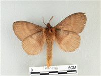 波紋枯葉蛾藏品圖，第2張