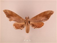 栗六點天蛾藏品圖，第1張