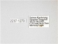 大綠目天蠶蛾藏品圖，第3張