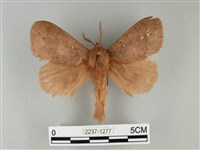 波紋枯葉蛾藏品圖，第1張