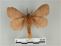 波紋枯葉蛾藏品圖，第2張