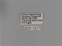 波紋枯葉蛾藏品圖，第3張