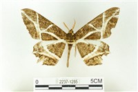 樹形尺蛾藏品圖，第1張