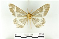 樹形尺蛾藏品圖，第2張