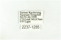 樹形尺蛾藏品圖，第3張