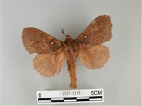 波紋枯葉蛾藏品圖，第1張