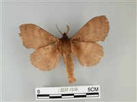 波紋枯葉蛾藏品圖，第2張