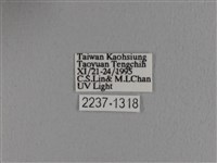 波紋枯葉蛾藏品圖，第3張