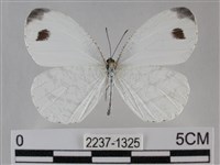 纖粉蝶藏品圖，第1張