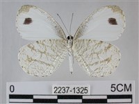 纖粉蝶藏品圖，第2張