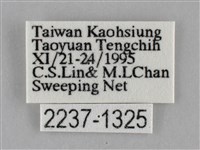 纖粉蝶藏品圖，第3張