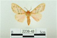 三條橙燈蛾藏品圖，第1張