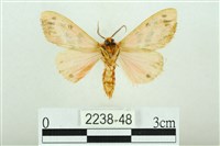 三條橙燈蛾藏品圖，第2張