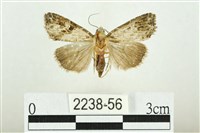 白斑散紋夜蛾藏品圖，第1張