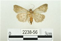 白斑散紋夜蛾藏品圖，第2張