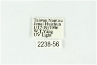 白斑散紋夜蛾藏品圖，第3張